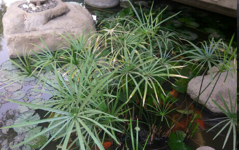 Ornamental Pond Grasses in Yogakshema